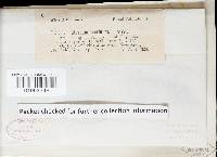 Dendrothele nivosa image