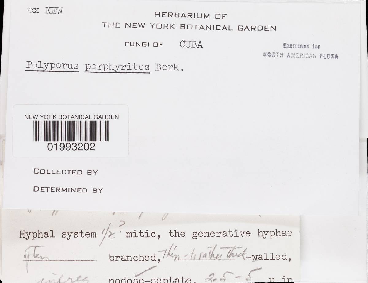 Microporellus obovatus image