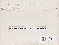 Thumbnail image of current specimen