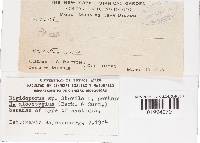 Rigidoporus vinctus image