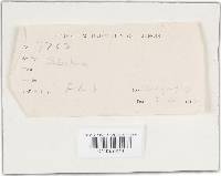 Podoscypha elegans image