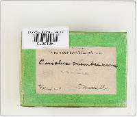 Trametes maxima image