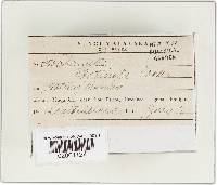 Trametes meyenii image