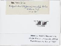 Poronidulus conchifer image