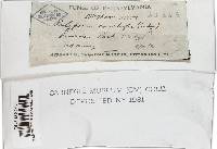 Poronidulus conchifer image