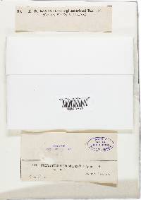 Trametes ectypa image