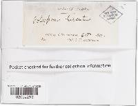 Trametes hirsuta image