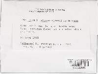 Trametes maxima image