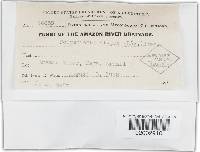 Trametes modesta image