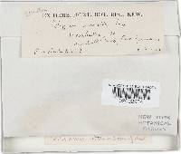 Trametes modesta image