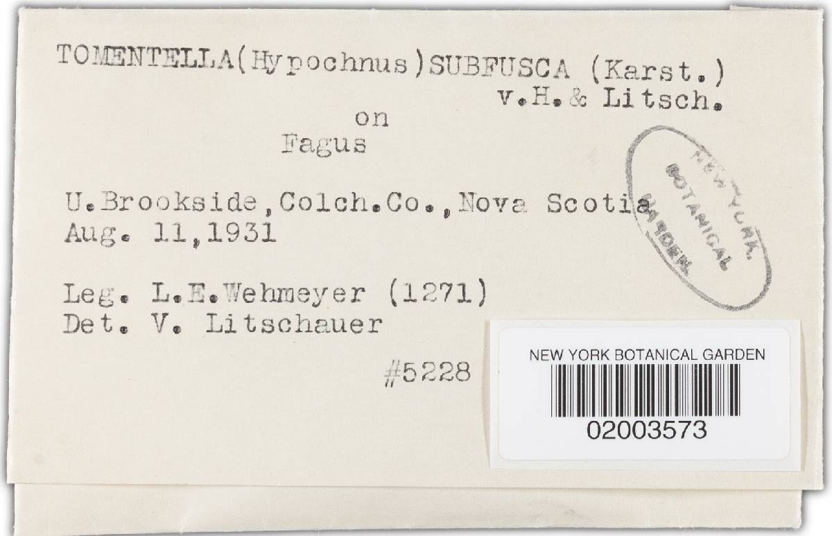 Tomentella stuposa image