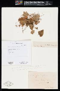 Cercospora euphorbiicola image