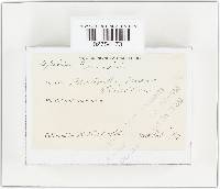 Echinoderma asperum image