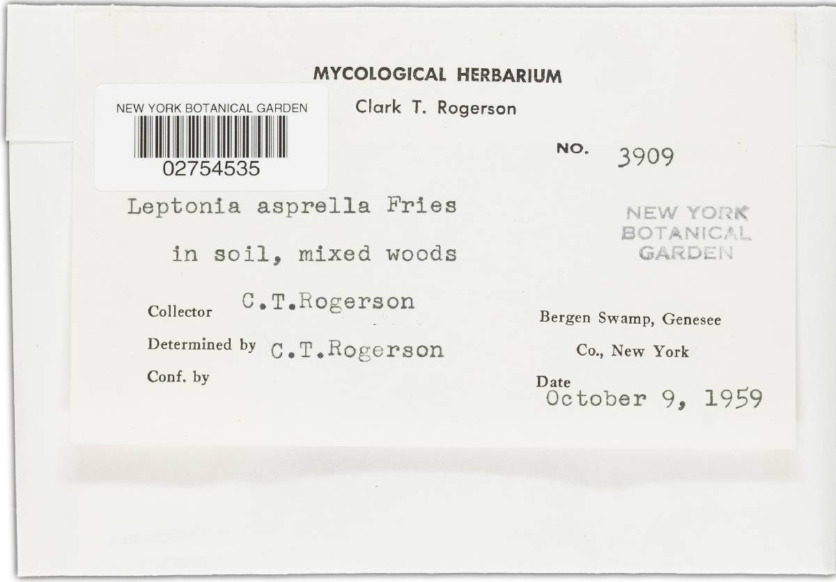 Entoloma asprellum image