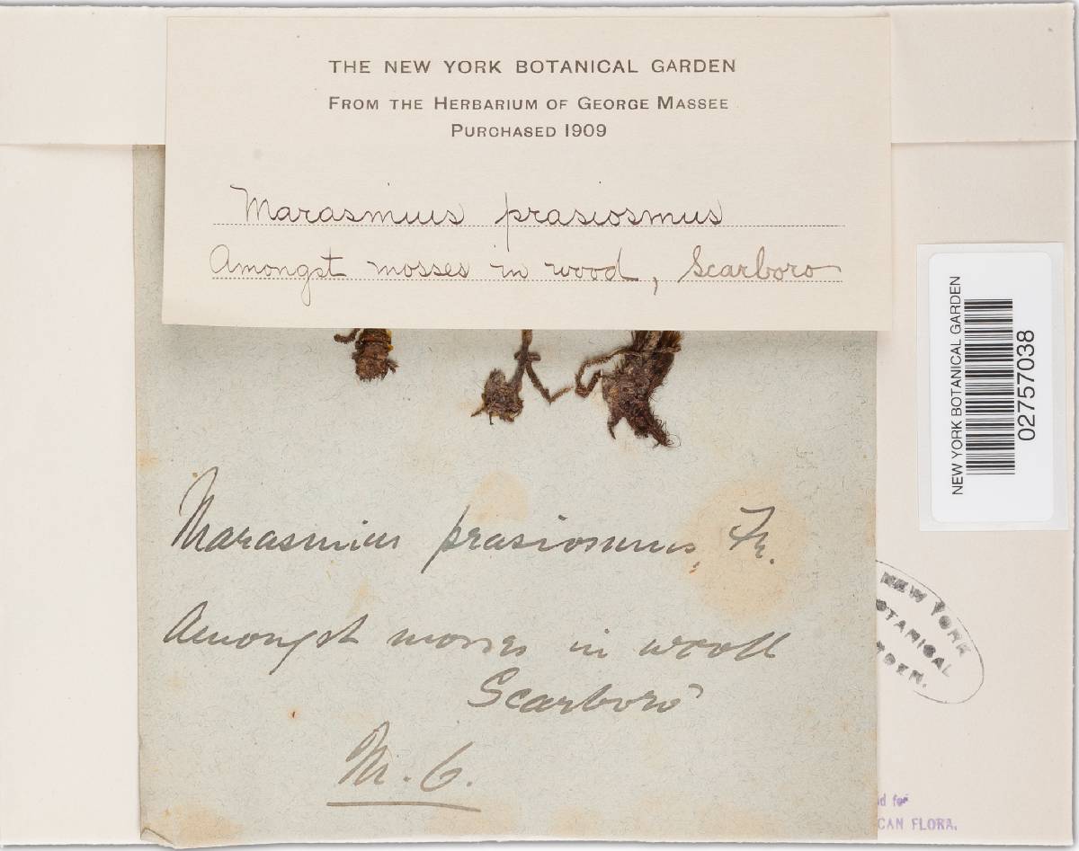 Marasmius prasiosmus image