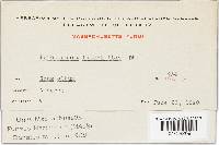 Peronospora potentillae image