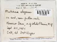 Mutinus elegans image