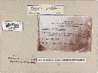 Podaxis pistillaris image
