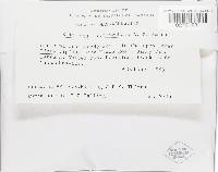 Rhizopogon fuscorubens image