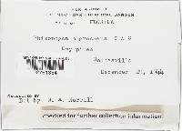 Rhizopogon nigrescens image