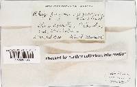 Rhizopogon nigrescens image