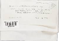 Rhizopogon occidentalis image