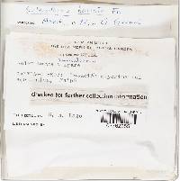 Scleroderma bovista image