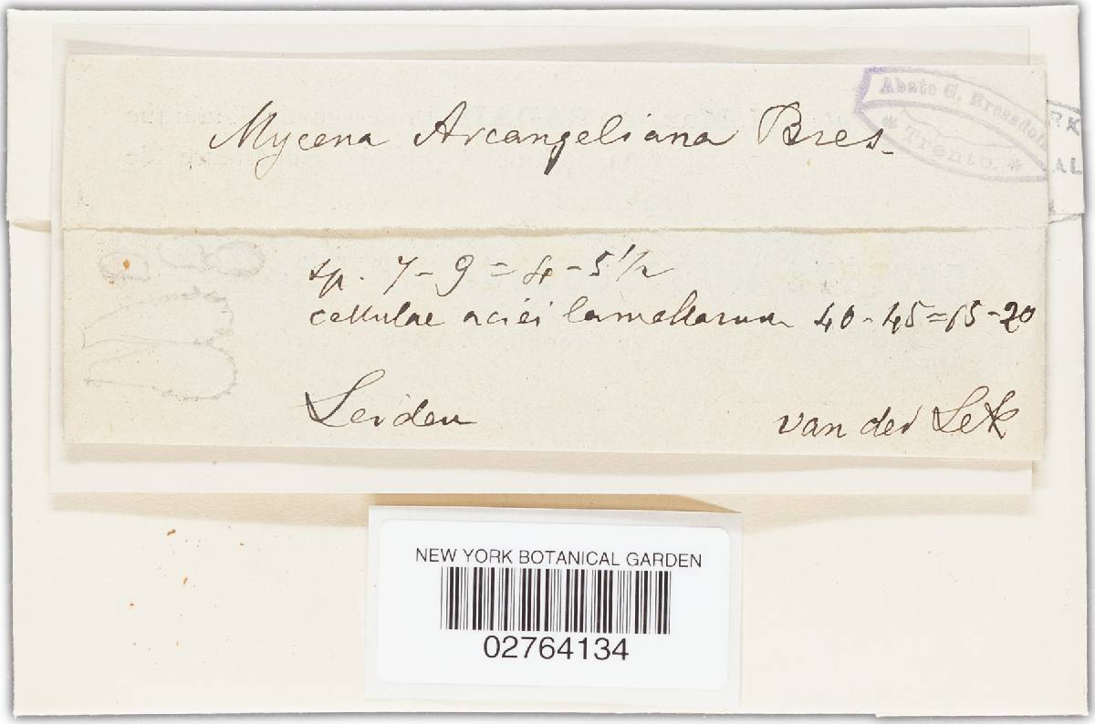 Mycena arcangeliana image