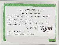 Panaeolus papilionaceus var. papilionaceus image