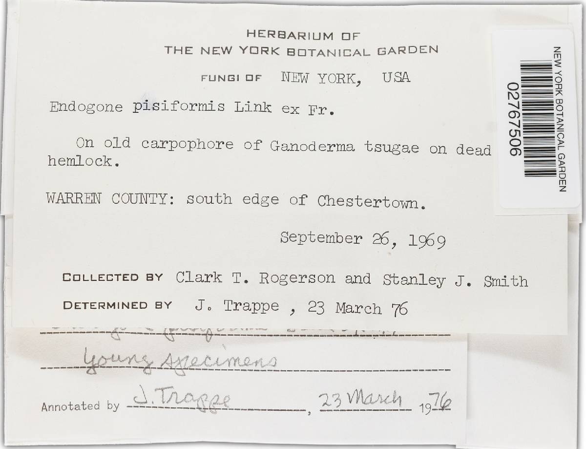 Endogone pisiformis image