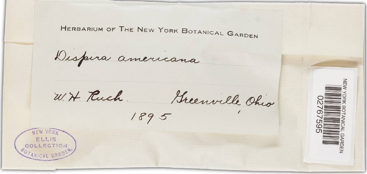 Dispira cornuta image