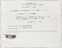 Syzygites megalocarpus image