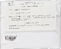 Piptocephalis arrhiza image