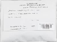 Pleurotus flabellatus image