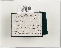 Paxillus involutus image