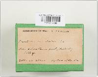Thumbnail image of current specimen