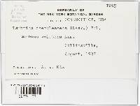 Taphrina caerulescens image