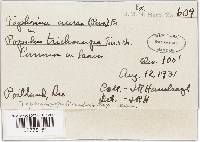 Taphrina populi-salicis image