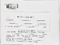 Barbatosphaeria barbirostris image