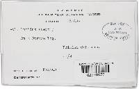 Ganoderma lucidum image