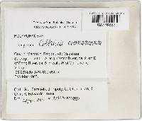 Coltricia cinnamomea image