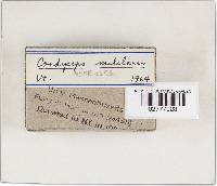 Cordyceps militaris image