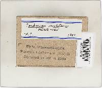 Cordyceps militaris image