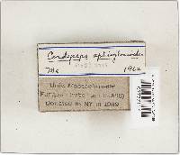 Elaphocordyceps ophioglossoides image