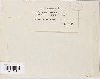 Balansiopsis gaduae image