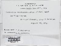 Elaphocordyceps ophioglossoides image