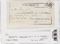 Corynelia tropica image