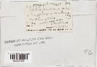 Synnemasporella aculeans image