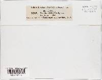 Synnemasporella aculeans image