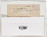 Allantoporthe decedens image